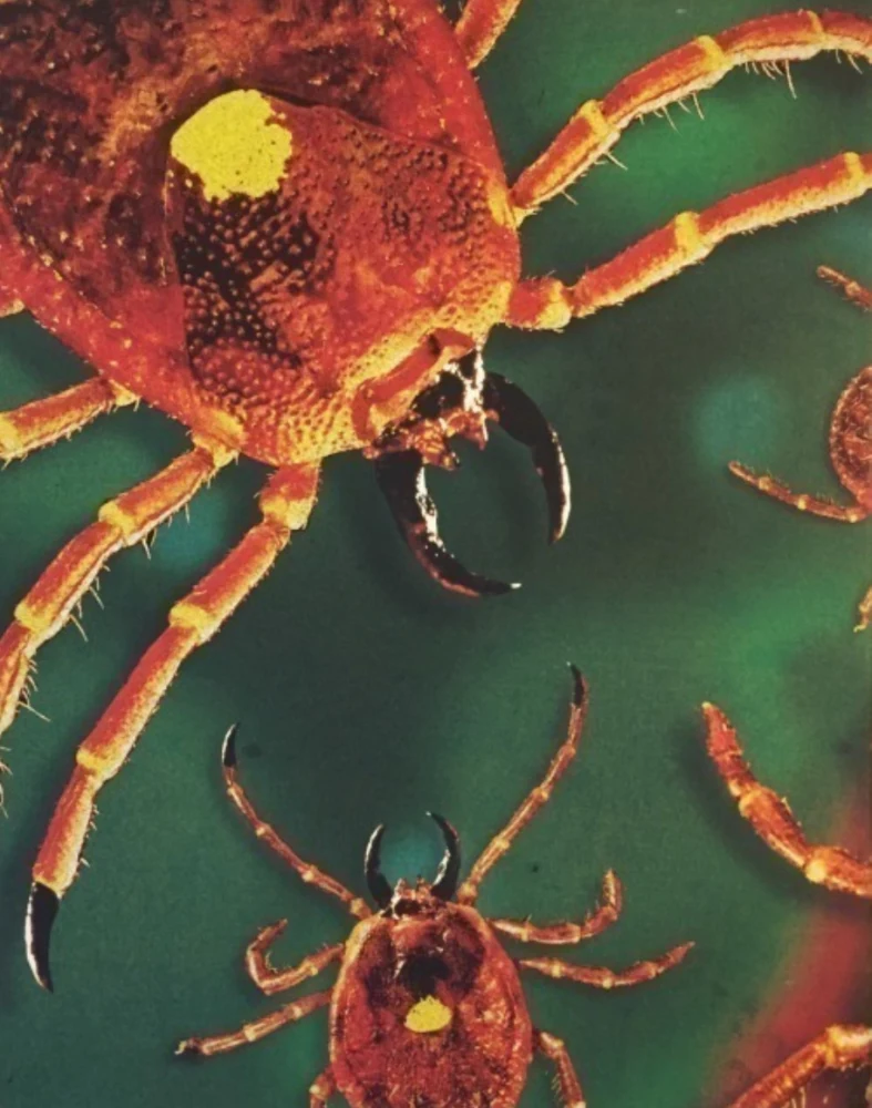 Ticks - Limited Edition Slipcase & Slipcover (4K Ultra HD + Blu-ray) Vinegar Syndrome Exclusive